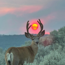 sacrificialacid avatar