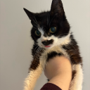 sad-eyed-lady-of-the-low-lands avatar