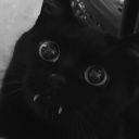 sadodere-puppy avatar