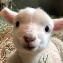 sadtrash-masculine avatar