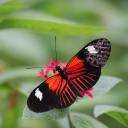 saffronstar82 avatar