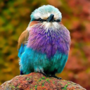 sage-and-sapphire avatar