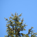 saintessinthegutter avatar