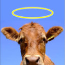 saintly-bovine avatar