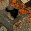 saklikalsin310 avatar