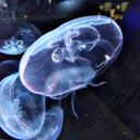 sakurasdfghjkl avatar