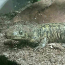 saladmonsters avatar