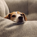 salamanderz13 avatar