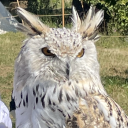 salcommitsarson avatar