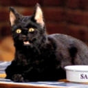 salem--the--cat avatar