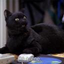 salem-saberhagen-official avatar