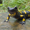 sallymandering avatar