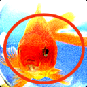 salmongoose avatar