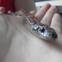 salsathesnake avatar