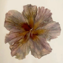 saltwaterangel avatar