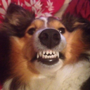 saltysheltie avatar