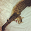 samecha-reblog avatar