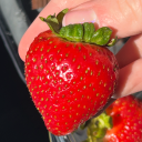 samediseaseasthetrees avatar