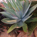 sammymarseille avatar