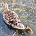 samoora-alamoora avatar