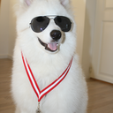 samoyedslover avatar