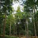 samwiselikestea avatar