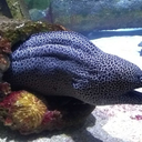 sanderssidesvp avatar