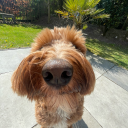 sannevandijkxx avatar