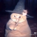 sansevieriamoonshine avatar