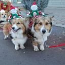 santavillecorgi avatar