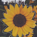 sapphicxsunflower avatar