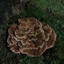 sapphos-lesbian avatar