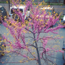 sapphosexblog avatar