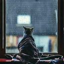 sarcastic-believer avatar