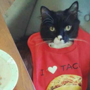 sarcastic-meow avatar