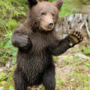 sardy-the-bear-again avatar