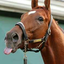 sasquatchsighted avatar