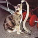 sassycatlady99 avatar