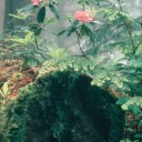 satan-in-your-minecraft-server avatar