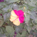 saucywenchwritingblog avatar