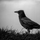 sausagemcwossage avatar