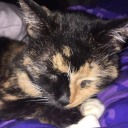 savagequinn23 avatar