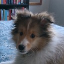 savannahthesheltie avatar