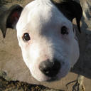 saveadog-savealife avatar