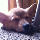 sawyerthecorgi avatar