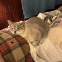 sayhelloanimalfriends avatar