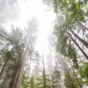 scaredysprite avatar