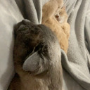 scarfedkittycat avatar