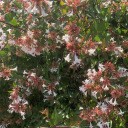 scarlet-kindness avatar