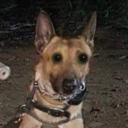 scarlettcicida avatar